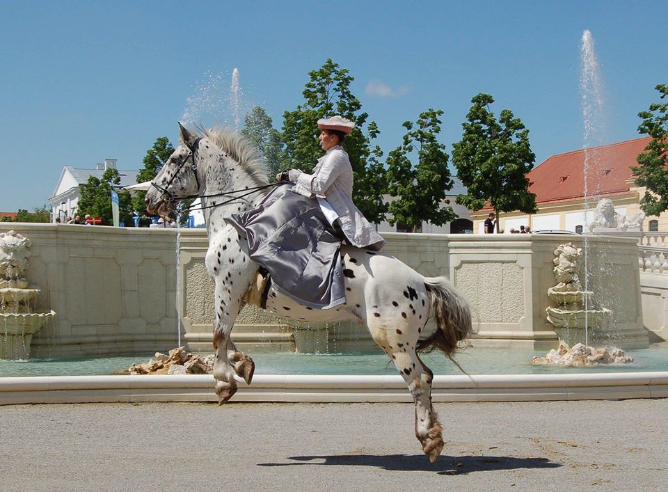 Noriker Horses / Norico-Pinzgauer Horses